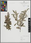 Foto von Salix alba L.